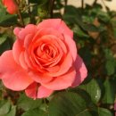 강서노인종합복지관 이미지