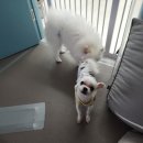 가히애견 이미지