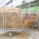 갈풍농장 이미지