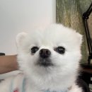 코~오 자자 이미지