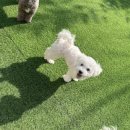 코코 반려견 호텔 이미지