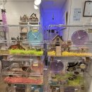 골든햄스터분양 햄츠비 | 햄스터 분양샵을 통해 골든햄스터 분양 받은 후기(분양가격 공개). 분양팁부터 주의사항(노원구, 도봉구...