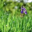 창포원로 이미지