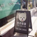 아지다펫 이미지