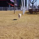 댕댕이 운동장 이미지