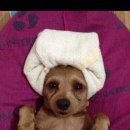 팔자좋은강아지 이미지