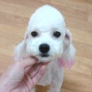 러브마이펫동물병원 Daum카페