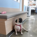 광교 우리들동물병원 이미지