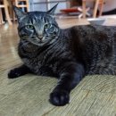 쓰담쓰담 이미지