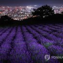 Lavenders 이미지
