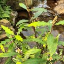 부천호수식물원 수피아 이미지