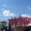 서시루아 이미지