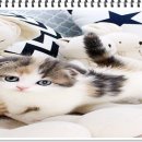 부천강아지분양 고양이분양 24시 데려가개 부천점 이미지