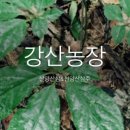 강산농장 네이버블로그