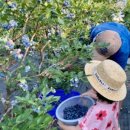 안평농장 이미지