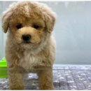 도그의 품격 이미지