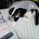 서울대동물종합병원 이미지