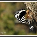 후투티 (hoopoe) 이미지