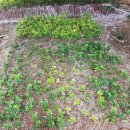 황금농장2 이미지