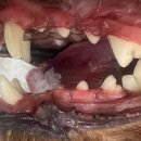 포곡동물병원 이미지