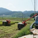 남원종자 이미지