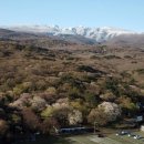 해안동 왕벚나무 이미지