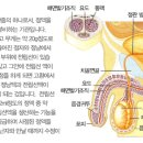 건걍백세-전립선염-54 이미지