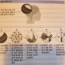 네오Brain 이미지