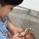 희귀반려동물샵에픽 | 영광 아기랑 희귀반려동물 파충류샵 “낙찌네도마뱀” 방문후기
