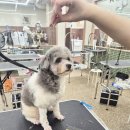 솔펫 애견미용놀이터 | 애견미용학원 처음 도전하며 느낀 변화