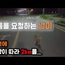 나예요 전설의 파이프고양이 매누리…! 수의사가 해설해주는 매탈남 레전드영상! 이미지