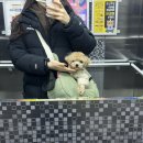 레츠개릿 | 다비켜. 청라 애견유치원은 레츠개릿이다ㅋ