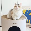 드럼통고양이 | 고양이스크래처 숨숨집추천 BINIBINI 비니의드럼통 스크래쳐가 튼튼하고 귀여워요