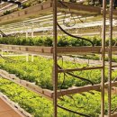 강국농장 이미지