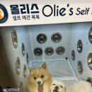 올리스 펫 호텔 이미지