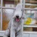 달이네 애견미용실 이미지