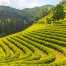 차와 함께 일상으로의 여행 이미지