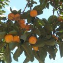 청도감마을 이미지