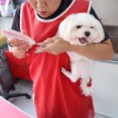 콧대높은 개 이미지