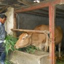 생초시장 이미지