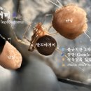 🕷️말꼬마거미(Parasteatoda tepidariorum) 🌐 불규칙한 3차원 거미줄 🪢 껌발기술 🥚 얼룩덜룩 알집 보호색 이미지