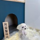 환해지개 | 대전애견미용 ,환해지개에서 곰돌이컷 한 후기