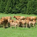 한우의날 이미지