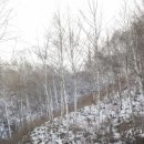 자작나무숲 스테이 이미지