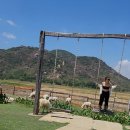 전광식농장 | [나트랑여행/판랑사막투어] Đồng Cừu Suối Tiên 동 끄우 수오이 띠엔 양떼목장에서 인생샷 남기자!!