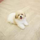 샵펫 강아지분양 울산점 이미지