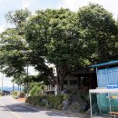 느티나무 이미지