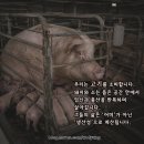 어미들 농장 네이버블로그