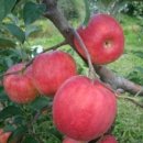 봉현농장 이미지