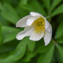 숲바람꽃 (Wood Anemone) 이미지